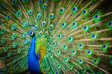 Fototapete Pfau Pfau Portrait mit ausgebreiteten Federn  © Mosphotobox