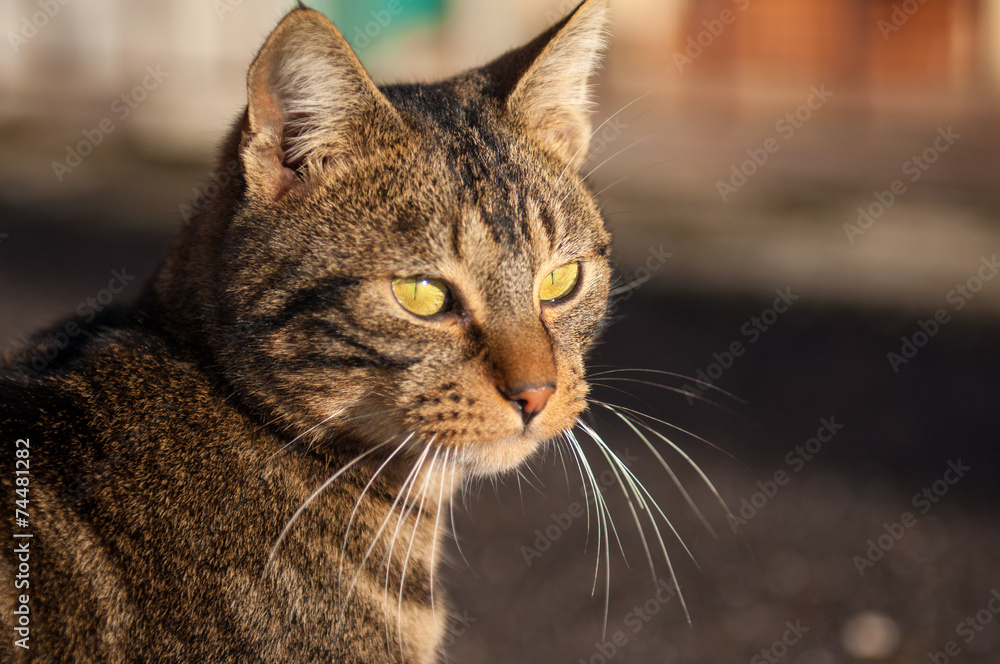 Fototapeta premium brown and black cat with green eyes