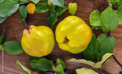 Obraz na plátně two ripe yellow quince