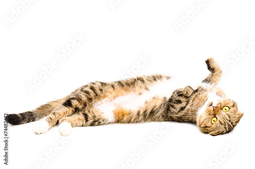 Contented cat scottish fold