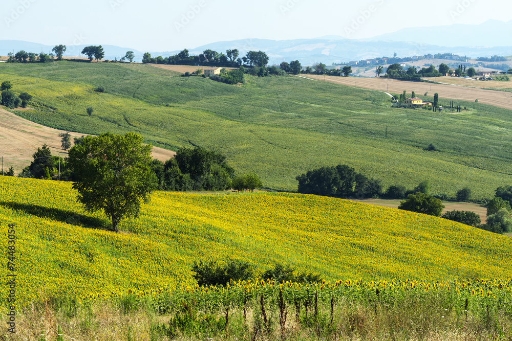 Marches (Italy): summer landscape