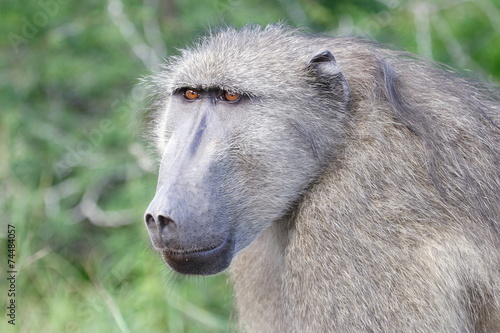 babbuino grossa scimmia animale selvaggio sudafrica photo