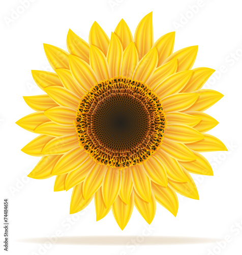 sunflower vector illustration