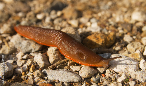 Orange and Brown Slug