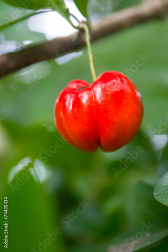 Cherry on the cherry's tree