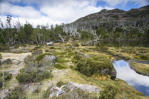 Pool in willd nature in national park in Tasmania