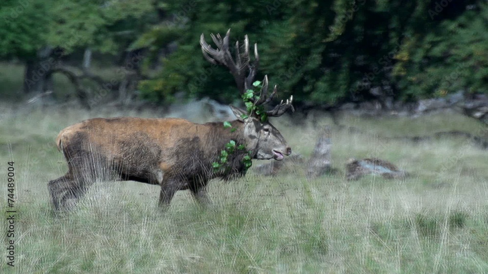 Rothirschbrunft im Herbst Rothirschbrunft im Herbst
