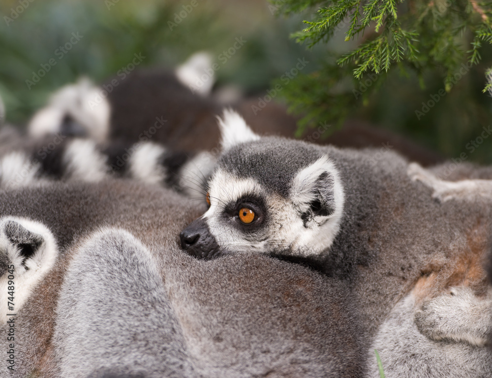 Fototapeta premium ring-tailed lemur