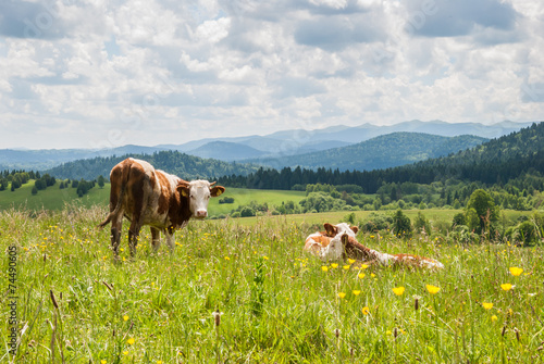 Cows on a meadow in Bieszczady, Poland