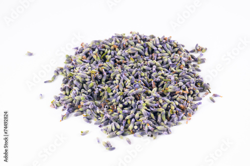 Lavandula angustifolia in white background