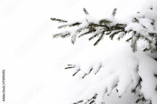 Snowy branch of firtree