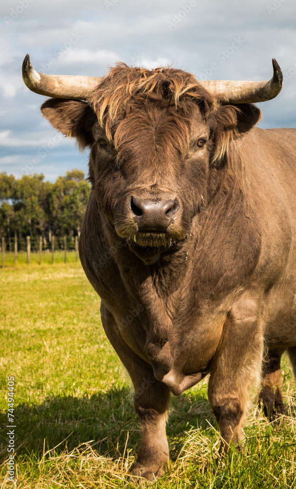 Obraz premium Brown Highland Bull