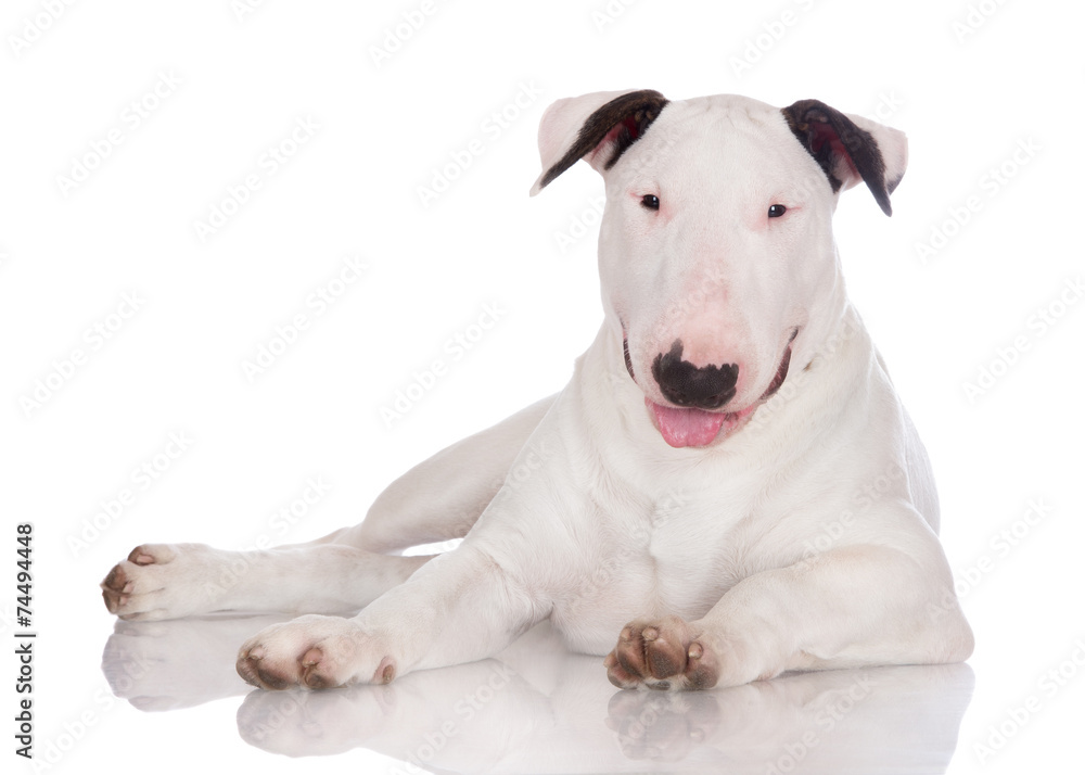 white english bull terrier puppy lying down
