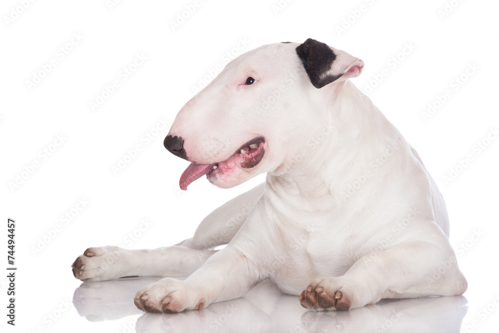 english bull terrier puppy english bull terrier puppy