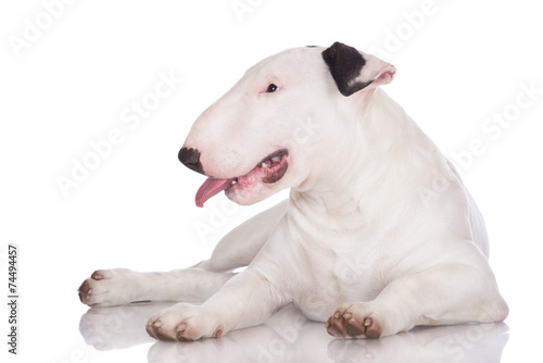 english bull terrier puppy