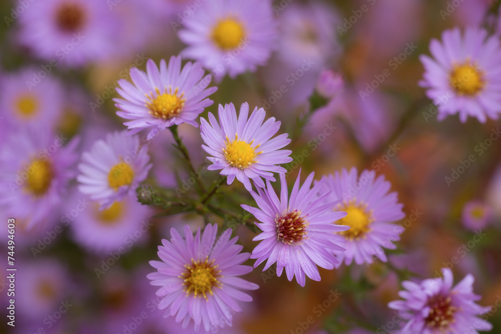 Obraz premium chrysanthemums
