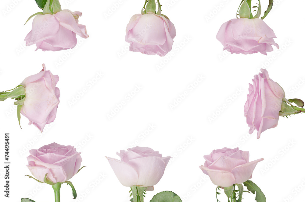 Obraz premium rosebuds on white background