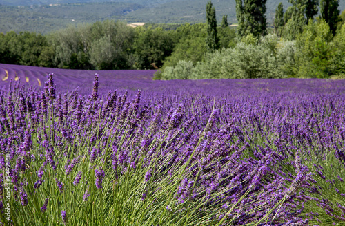 lavender fields in Provence