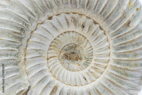 Perisphinctes, ammonite fossile, Madagascar
