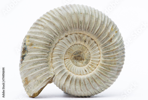 Perisphinctes, ammonite fossile, Madagascar