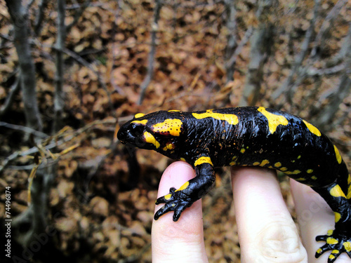 Fire Salamander on hand in Valia Calda Refuge Epirus Greece