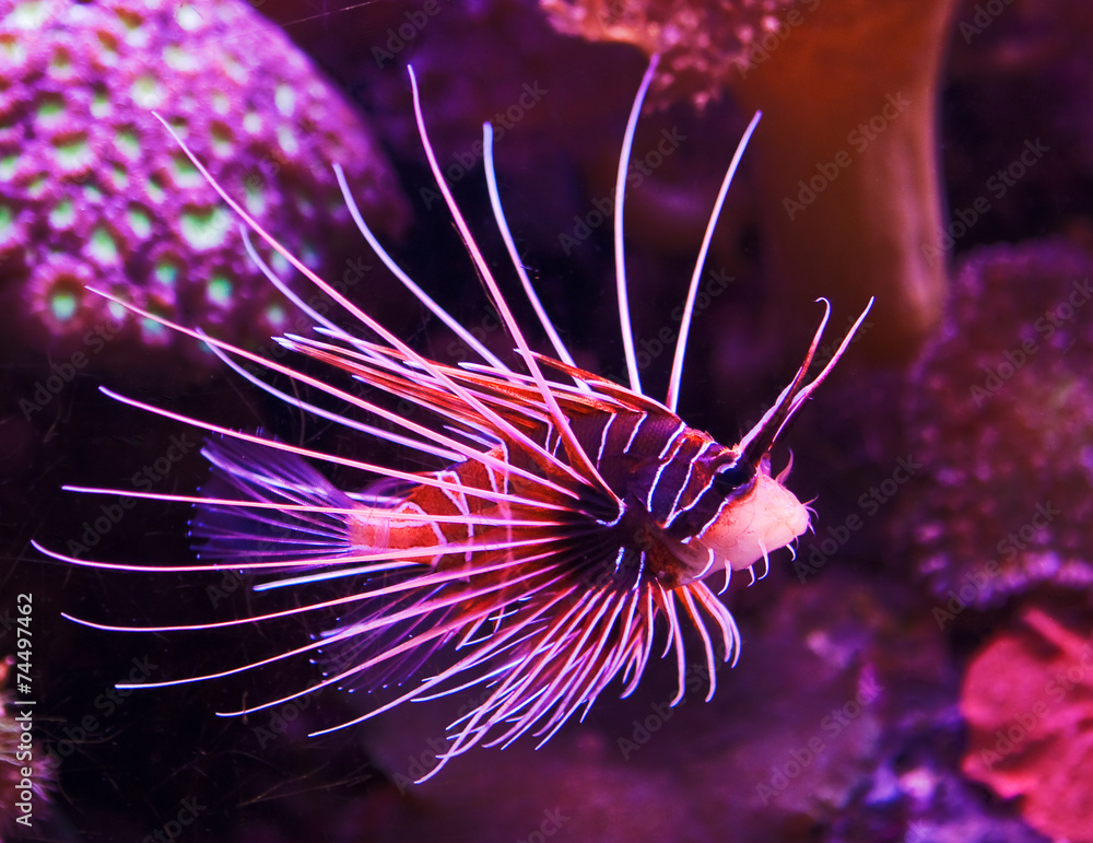 Fotografie Exotic fish in coral reef
