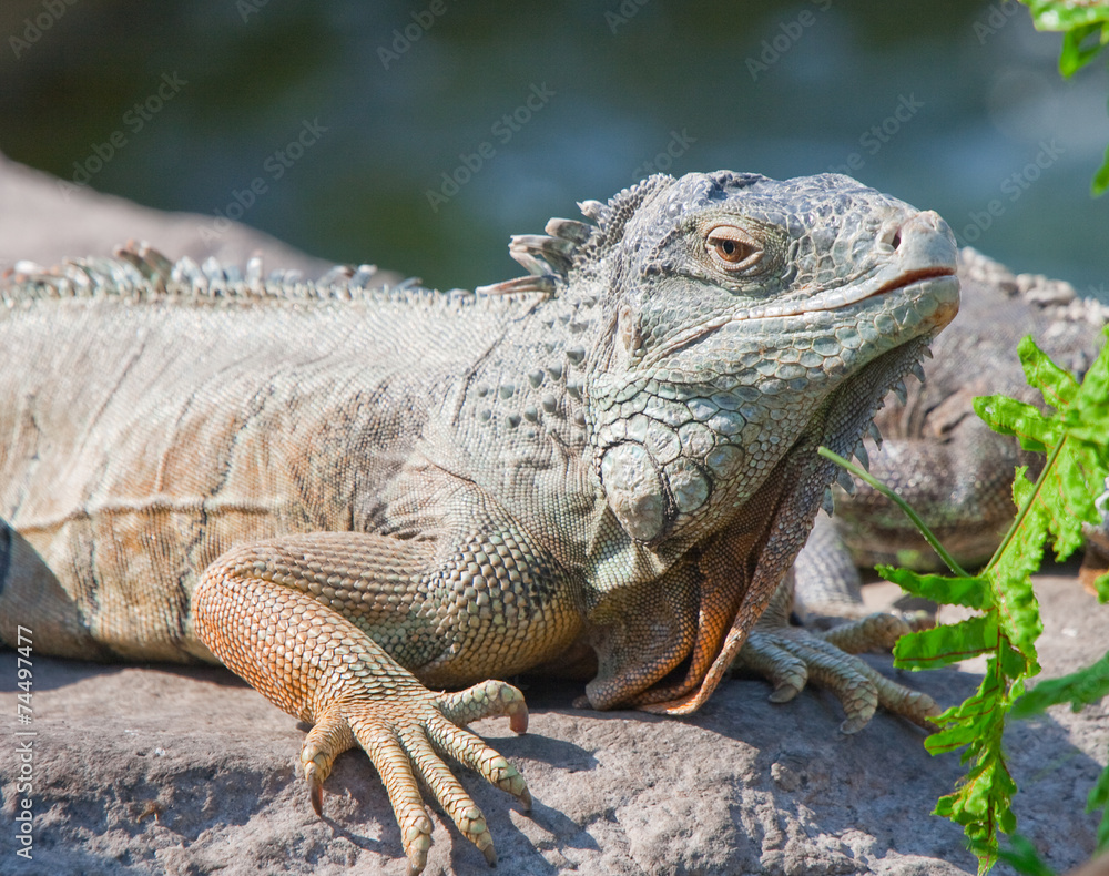 Obraz premium Iguania