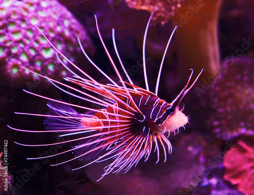 Photography Exotic fish in coral reef