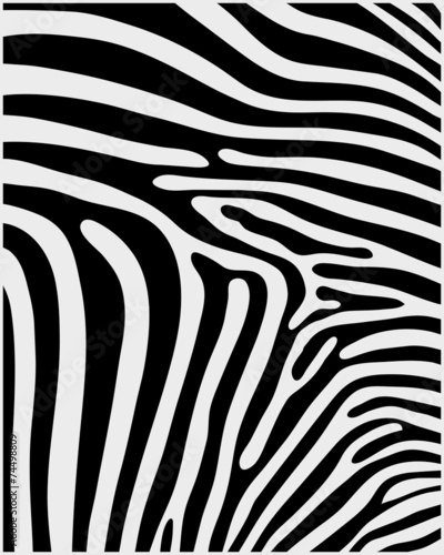 Black and white pattern skin of zebra 2 ,vector