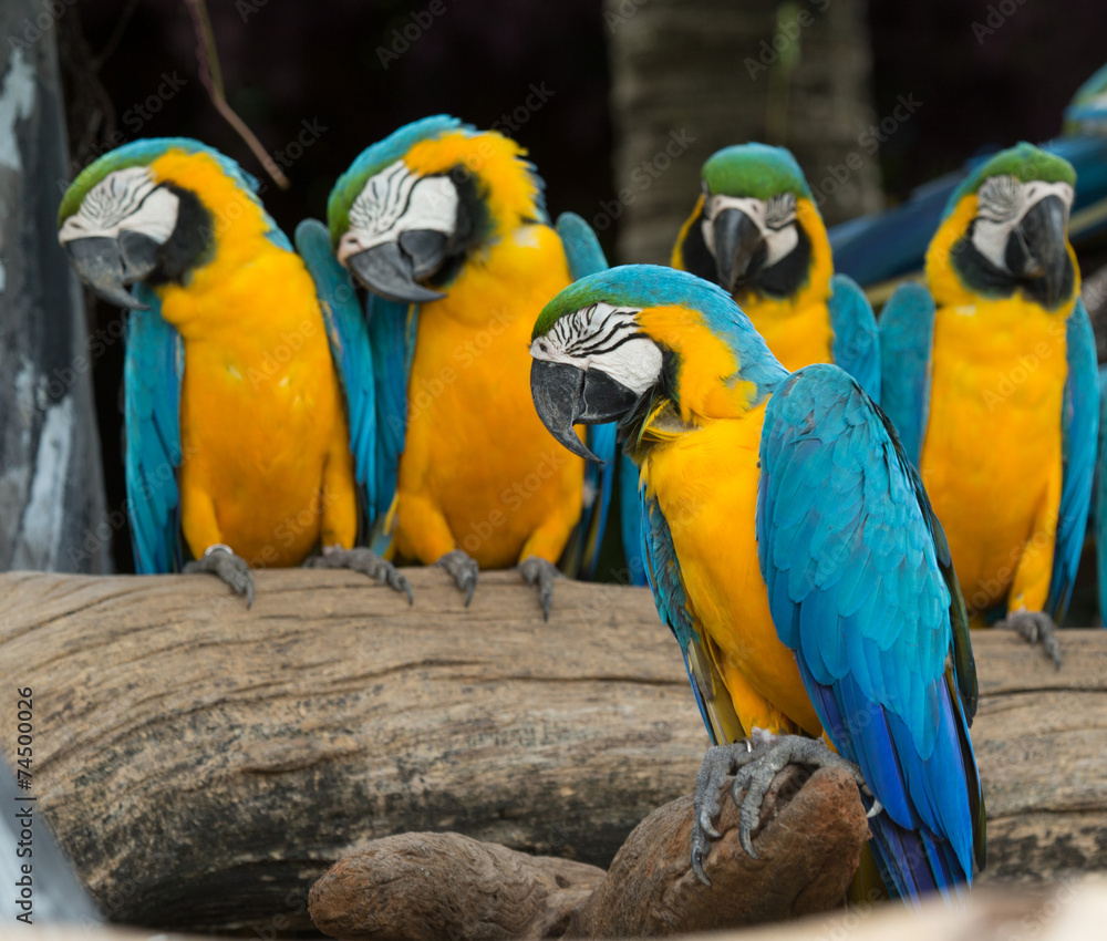 macaw bird macaw bird