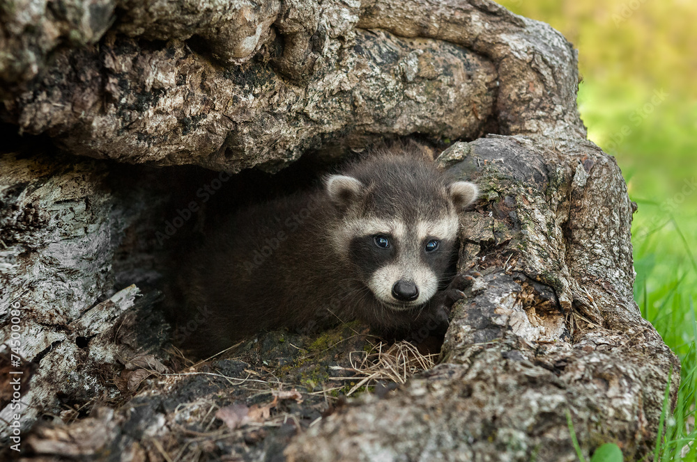 Fototapeta premium Baby Raccoon (Procyon lotor) Looks out of Log