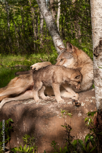 Grey Wolf  Canis lupus  Lies on Rock with Paw Over Pup