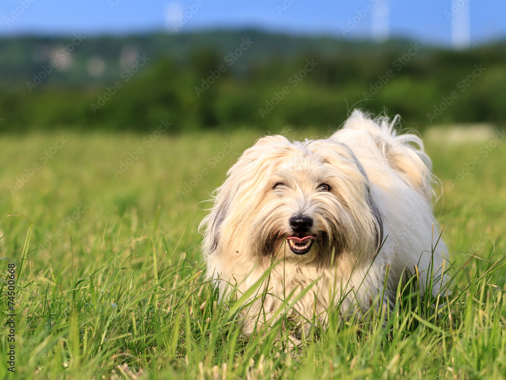 Coton de Tulear