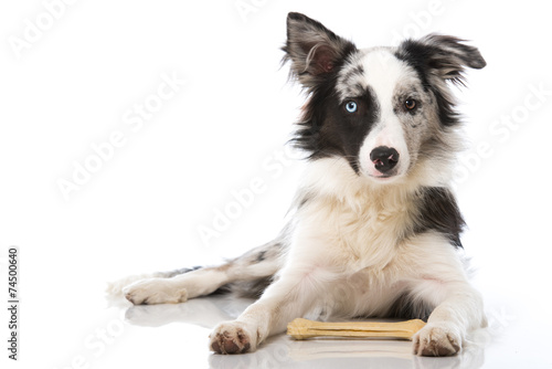 Fototapeta Naklejka Na Ścianę i Meble -  Hund mit Kauknochen