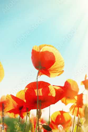 Meadow with beautiful bright red poppy flowers in spring