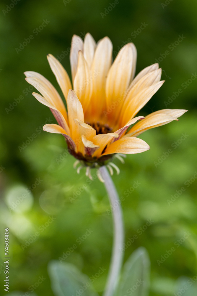 Close up view of a beautiful yellow daisy flower in the wild.