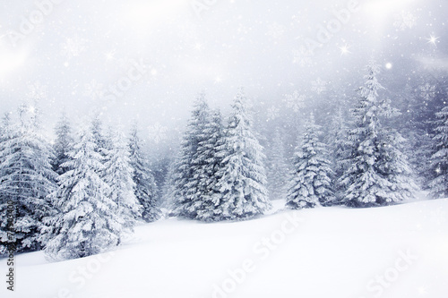 Christmas background with snowy fir trees © Melinda Nagy