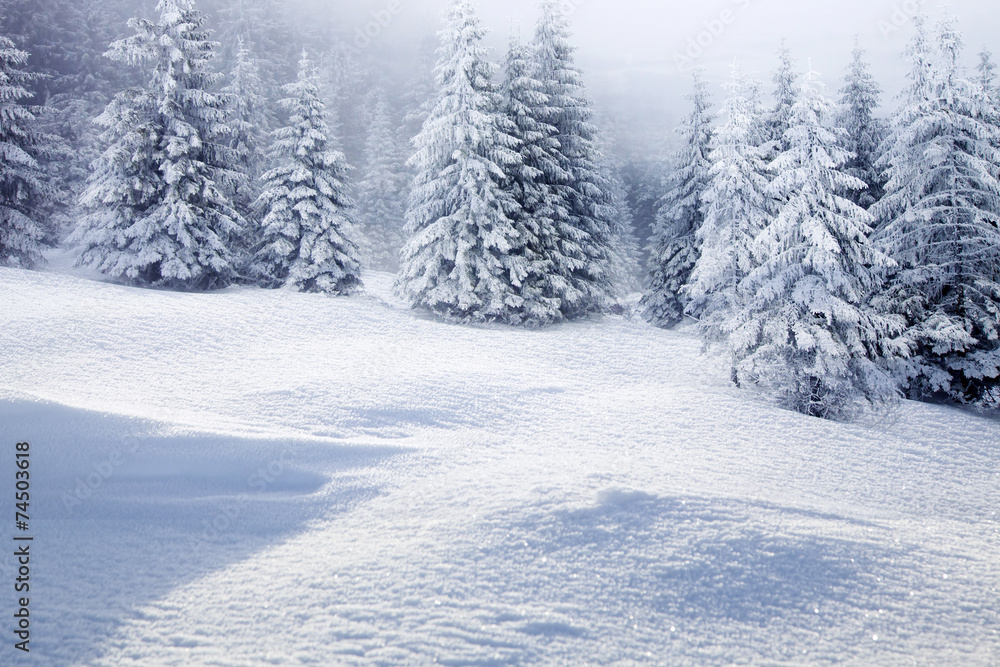 Fototapeta premium Christmas background with snowy fir trees
