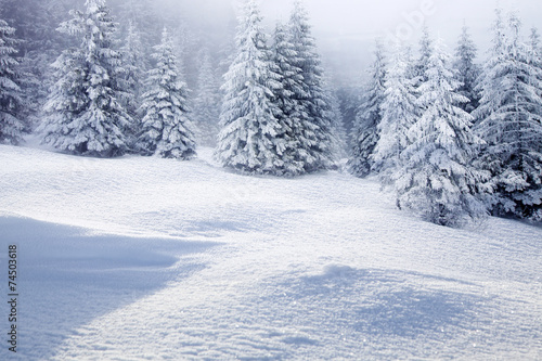 Christmas background with snowy fir trees