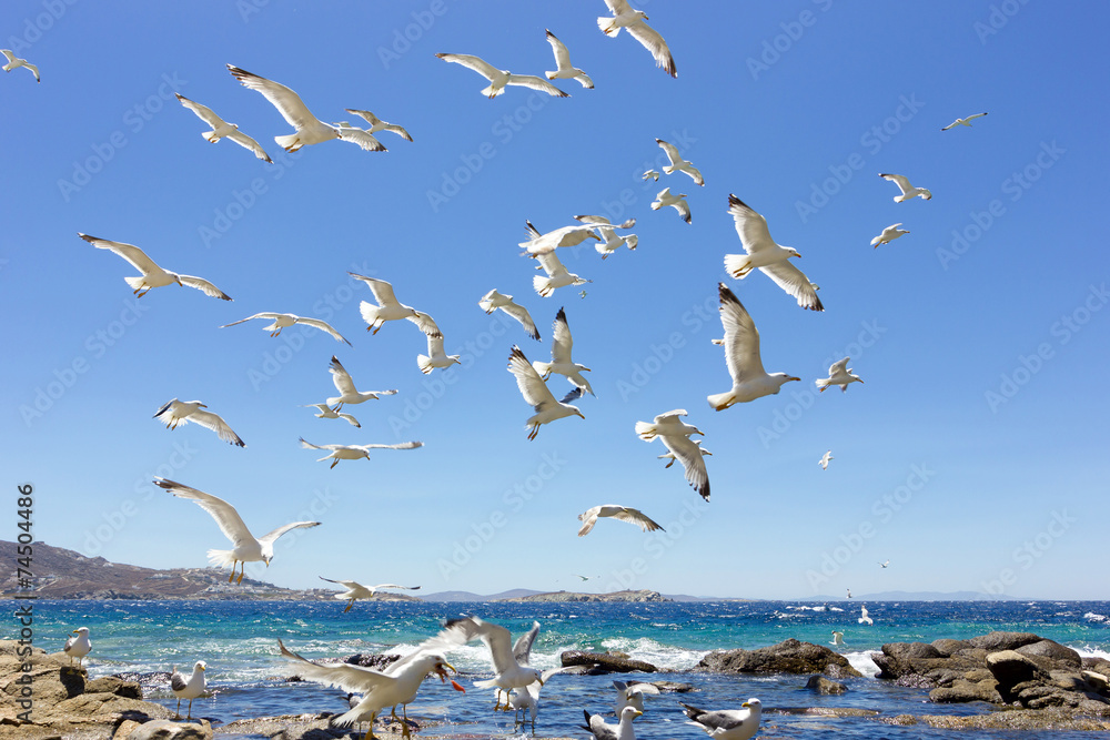 swarm of flying sea gulls