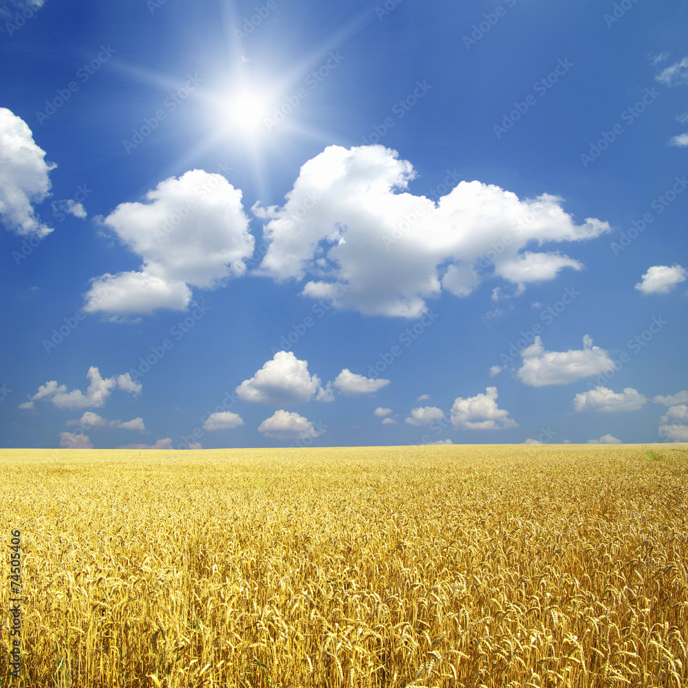 Wheat field and blue sky with sun Wheat field and blue sky with sun