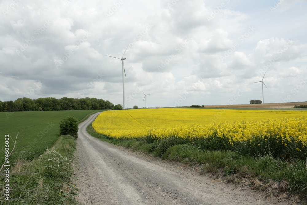 Champ de colza et éoliennes,Picardie