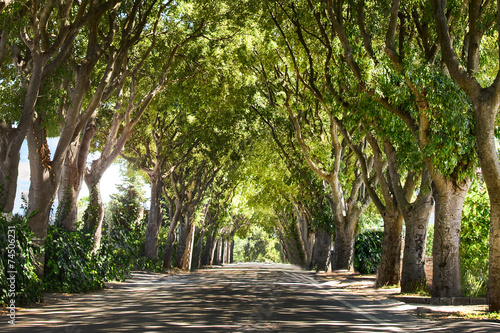 Green alley with trees