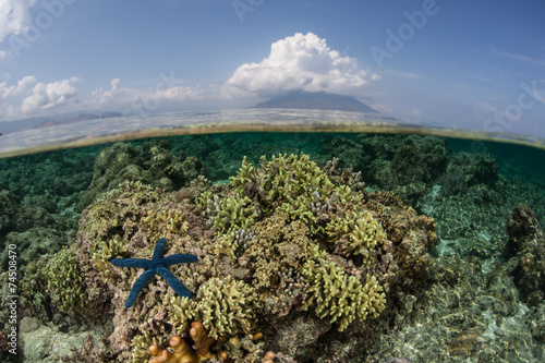 Fototapeta Naklejka Na Ścianę i Meble -  Starfish, Reef, and Volcano