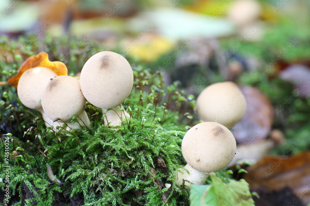 Pear-shaped puffballs (Lycoperdon pyriforme) in moss Pear-shaped puffballs (Lycoperdon pyriforme) in moss