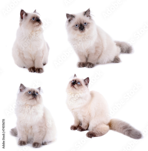 Collection of cute kitten isolated on white