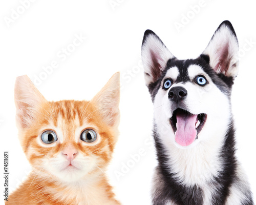 Little red kitten and husky puppy isolated on white