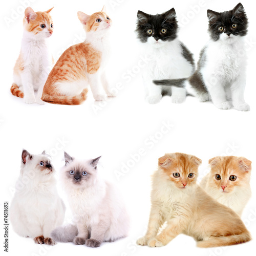 Set of four small kittens isolated on white