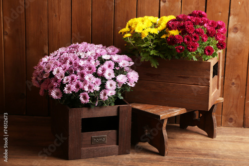 Fototapeta Naklejka Na Ścianę i Meble -  Chrysanthemum bushes in wooden boxes on wooden wall background