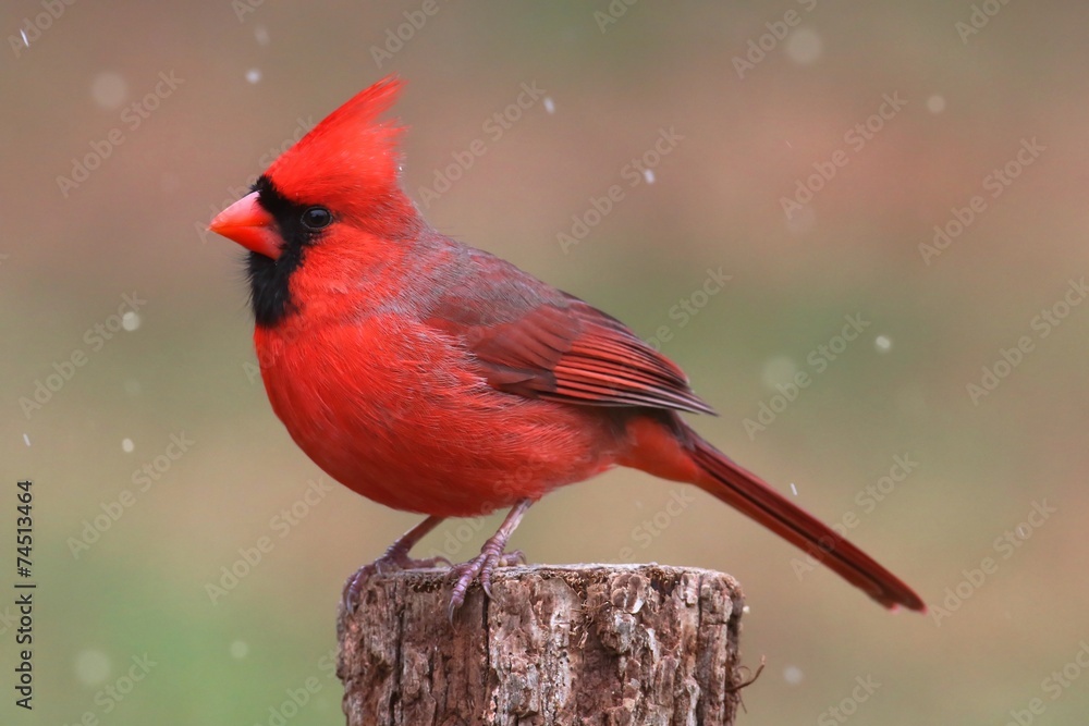 Fototapeta premium Cardinal In Snow